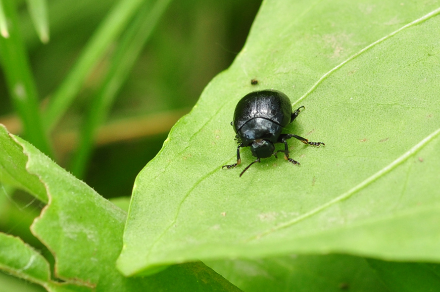 Chrysolina haemoptera